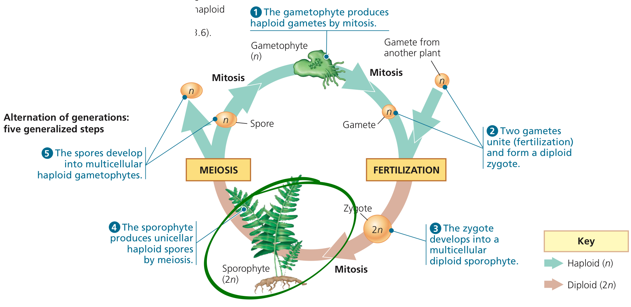 <p>Multicellular diploid body form of plants producing spores via meiosis.</p>