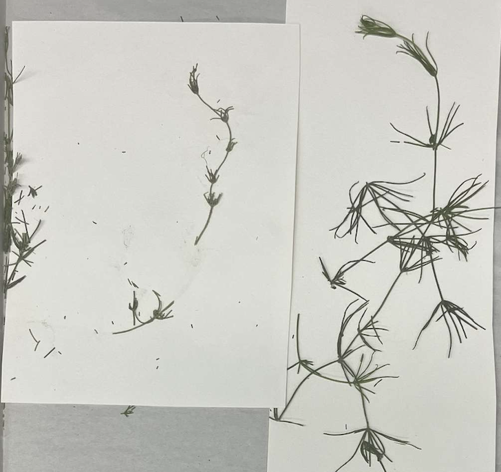 <p>plant?</p>