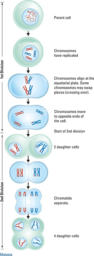 <p>Starts with a parent cell, that splits into half. During the first split the parent cell half their chromosomes for each of the new daughter cells. When the daughter cells split again, they replicate their chromosomes for THEIR daughter cells</p><p><strong>split, half, split, same</strong></p><ul><li><p>meiosis only happens in <strong>gametes </strong>(sex cells), and only <strong>occurs in sex organs</strong></p></li><li><p>meiosis is used in <strong>sexual reproduction</strong></p></li><li><p>PMAT, prophase, metaphase, anaphase, telophase.</p><p></p></li></ul><p></p>