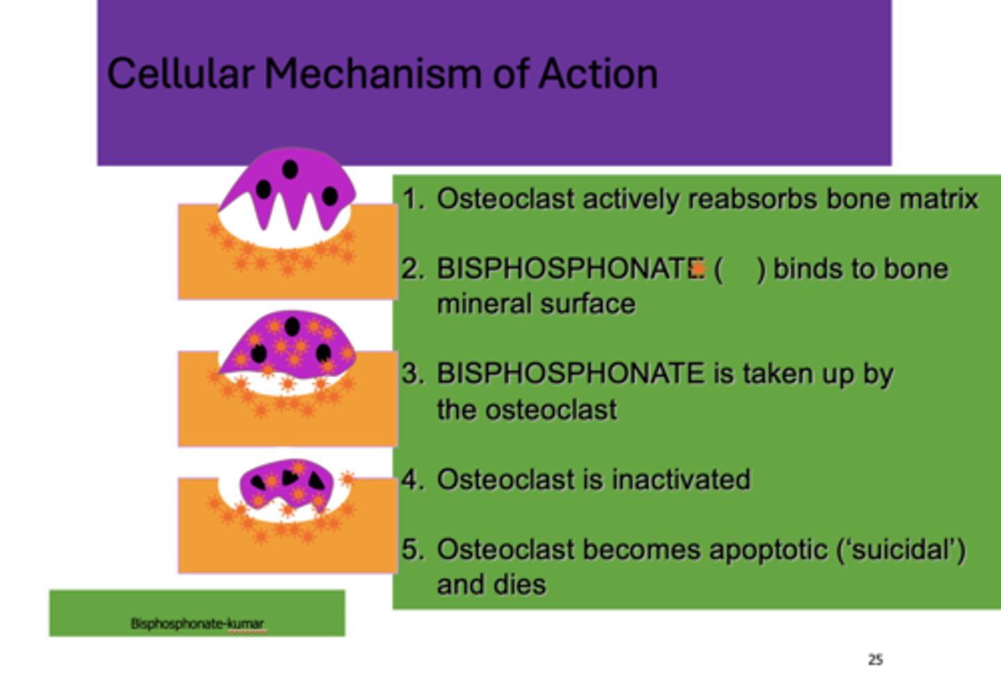 <p>1. Osteoclast actively reabsorbs bone matrix</p><p>2. Bisphosphonate binds to bone mineral surface</p><p>3. Bisphosphonate is taken up by the osteoclast</p><p>4. Osteoclast is inactivated</p><p>5. Osteoclast becomes apoptotic ('suicidal') and dies</p>