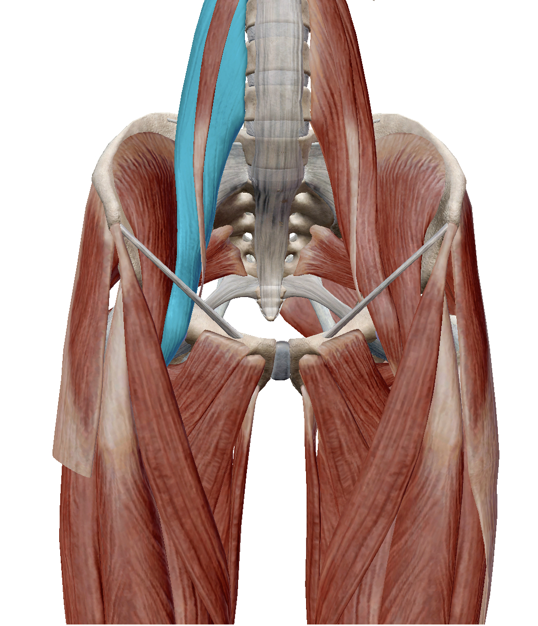 <p>Identify the highlighted muscle</p>