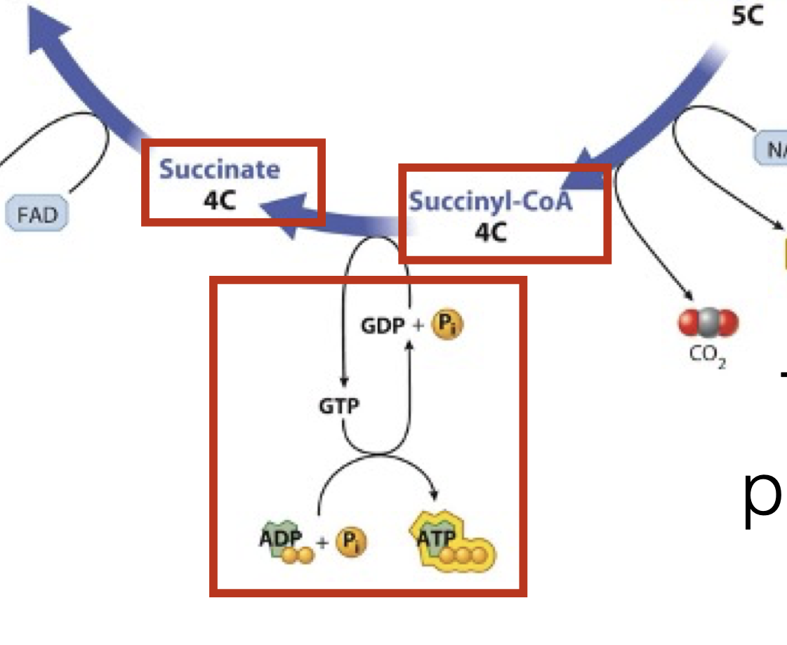 <p>4 carbon molecule converted to another form; ATP produced; CoA lost</p>