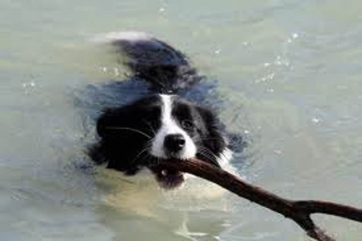 <p>learning that certain events occur together. The events may be two stimuli (as in classical conditioning) or a response and its consequences (as in operant conditioning).</p>