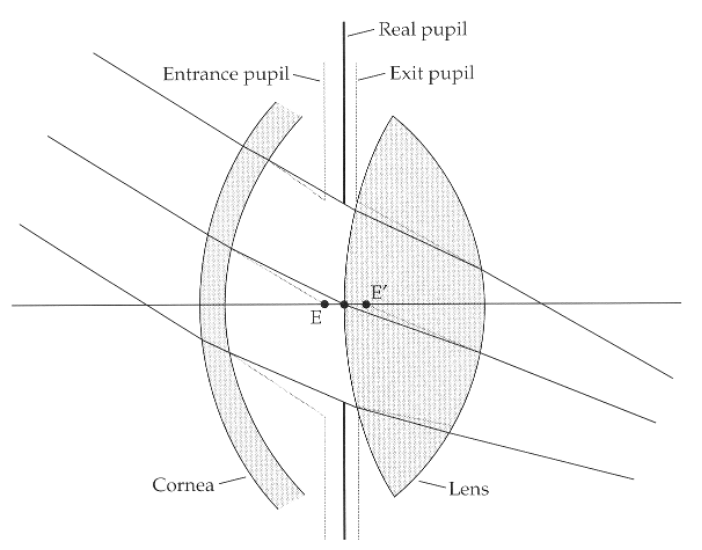 <p>entrance pupil, 1.13 times larger</p>