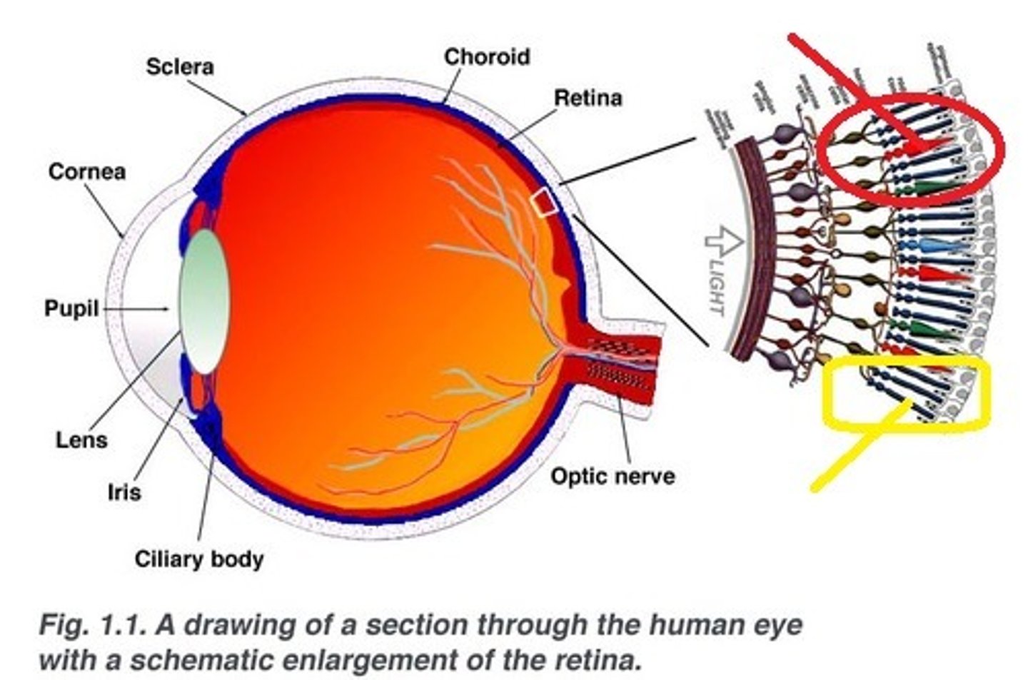 <p>Retinal photoreceptors that detect black, white, and gray; necessary for peripheral and twilight vision, when cones don't respond. They are not found in the fovea therefore they are more sensitive in the dark. These photoreceptors like photoreceptor cones and relay visual information to the brain through the bipolar and ganglion cells.</p>