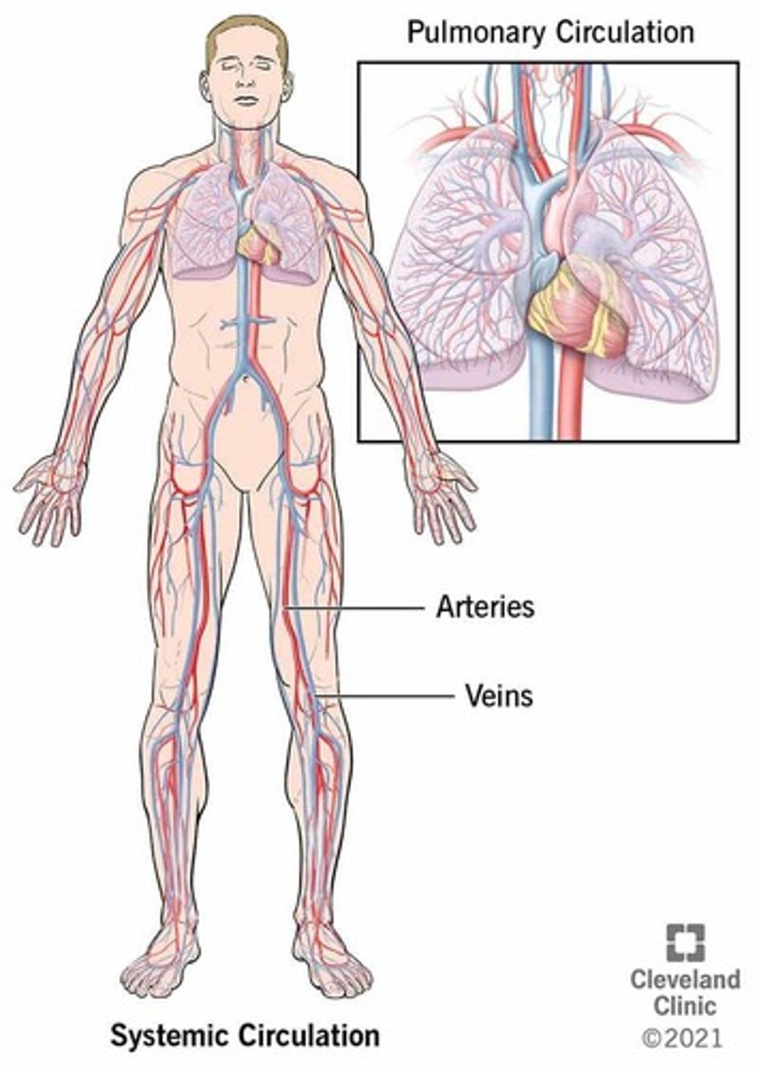 <p>Pulmonary vessels and systemic vessels.</p>