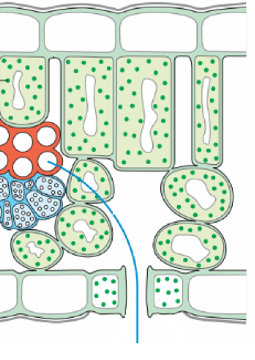 <p>Celler (med fasong som en murstein) i grunnvevet som har kloroplaster og utfører det meste av fotosyntesen. Ligger tett ved siden av hverandre ppt oversiden av bladet (under overhuden)</p>