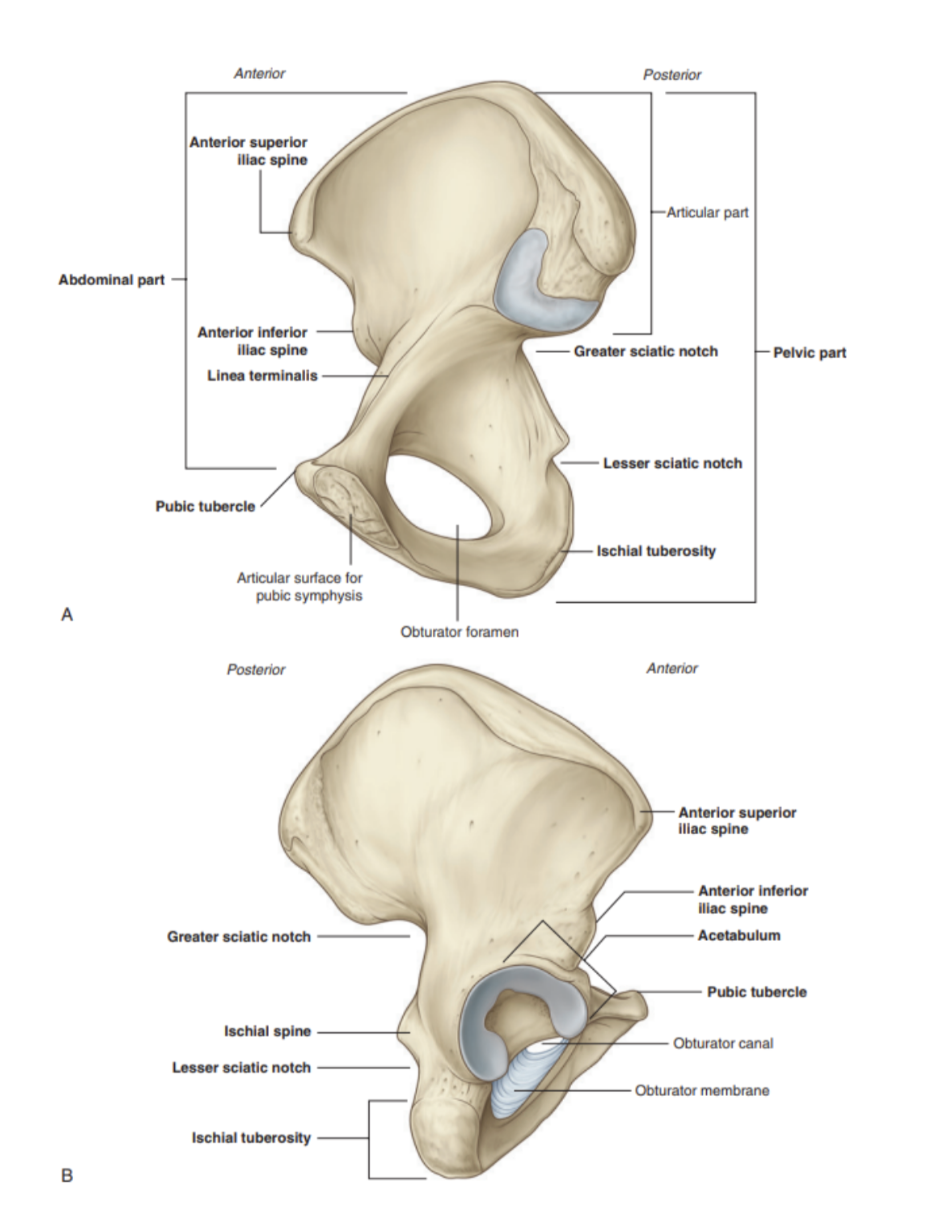 <ul><li><p>1 right, 1 left — irregularly shaped bones that form part of the pelvic girdle (bony structure attaching axial skeleton to lower limbs)</p></li><li><p>They have 3 main articulations —</p><ul><li><p>Sacroiliac joint — articulation with the sacrum</p></li><li><p>Pubic symphysis — articulation between left &amp; right hip bones</p></li><li><p>Hip joint — articulation with head of femur (between acetabulum &amp; femur)</p></li></ul></li><li><p>2 major parts separated by an oblique line on the medial surface of the bone — separating true &amp; false pelvis (bony rim) —</p><ul><li><p>Above the line — lateral wall of false pelvis, part of abdominal cavity</p></li><li><p>Below the line — lateral wall of true pelvis</p></li></ul></li><li><p>Linea terminalis — lower 2/3 of this oblique line, contributing to margin of pelvic inlet</p></li><li><p>Inferior to the acetabulum is the large obturator foramen, mostly closed by a flat connective tissue obturator membrane.</p><ul><li><p>Small obturator canal remains open superiorly between the membrane &amp; adjacent bone, providing route of communication between lower limb &amp; pelvic cavity</p></li></ul></li><li><p>Posterior margin is marked by 2 notches separated by the ischial spine — Greater &amp; lesser ischial notches — with the posterior margin terminating inferiorly as the large ischial tuberosity</p></li><li><p>The irregular anterior margin of the pelvic bone is marked by the anterior superior iliac spine, the anterior inferior iliac spine, &amp; the pubic tubercle</p></li></ul>