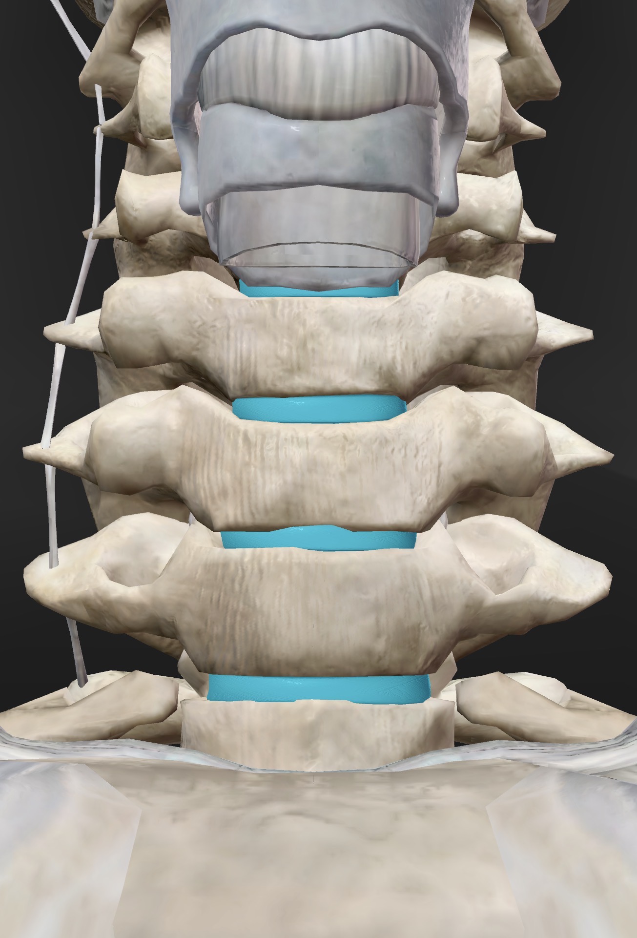 <p>Name the joint, the structural type (fibrous, cartilaginous, or synovial), and the functional type (synarthotic, amphiarthrotic, or diarthrotic) </p>