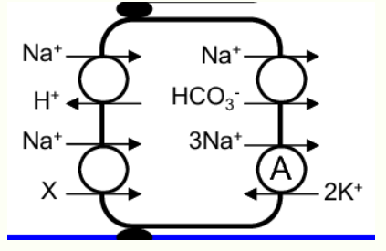 <p><span style="line-height: 115%;"><span>The basolateral membrane is shown on the right</span></span></p>