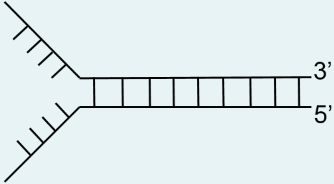 Determine which end is the leading strand and which end is the lagging strand, as well as the direction of the replication fork.