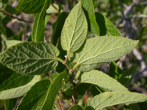 <p>(Celtis occidentalis)</p>