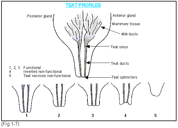 <p>Composed of two complete gland systems with two teat orifices per teat, and if there are three orifices, one ends blindly</p>