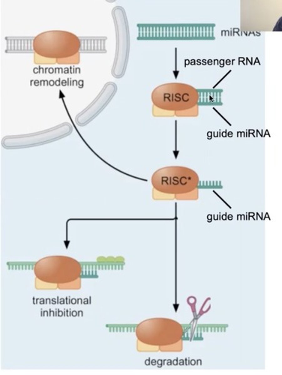 <p>RISC binds the target mRNA (Step 3)</p><p>- The siRNA inside RISC pairs with the target mRNA.</p>