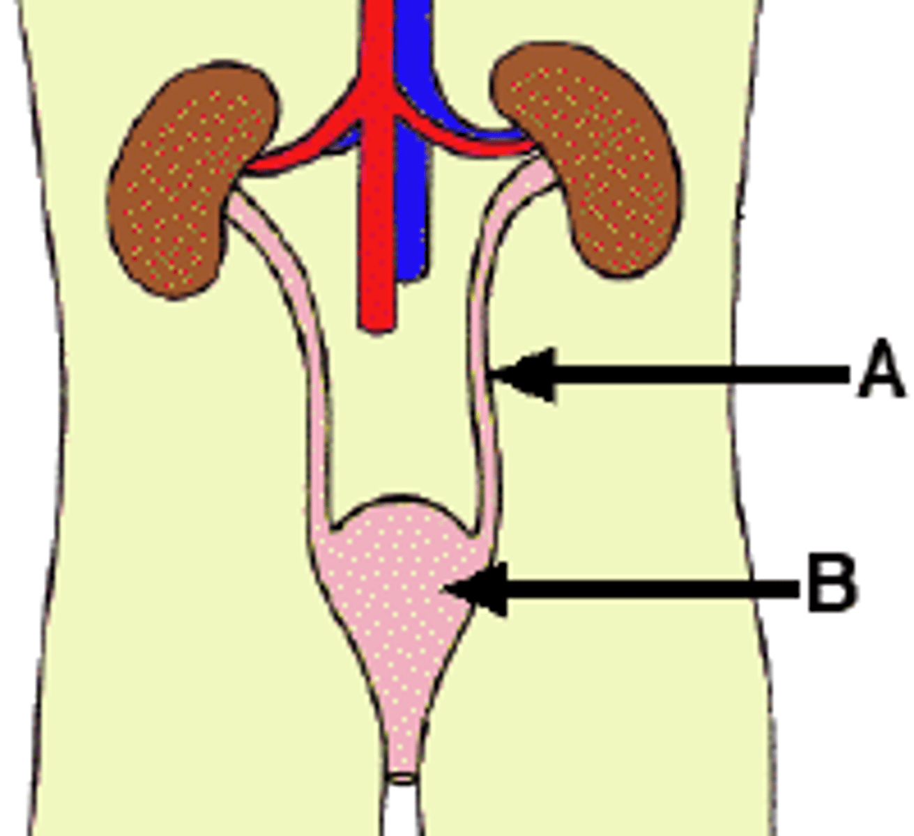 <p>the process of removing wastes form an organism</p>