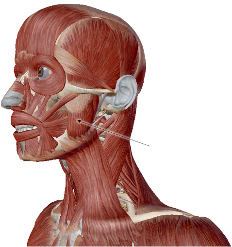 <p>Name the muscle</p>