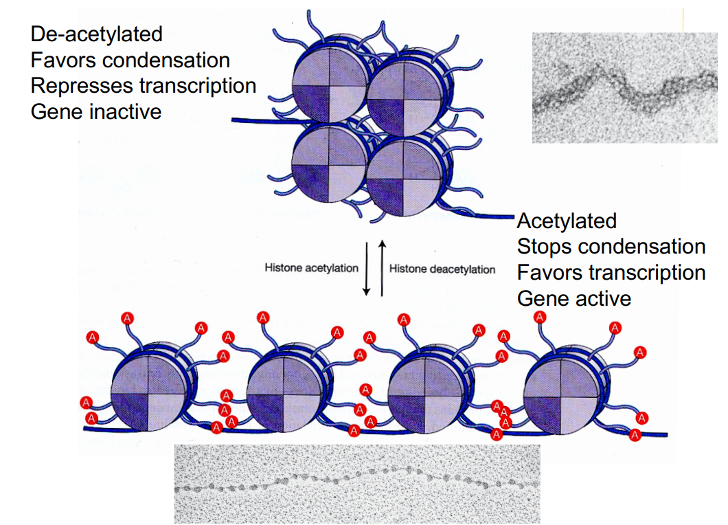 <p>Histone tails can bind next nucleosome and adjacent DNA</p><p>Histone proteins have N-terminal ‘tails’ that stick out of the nucleosome</p><ul><li><p>these tails contain many positively charged lysine residues</p><ul><li><p>nucleosomes have grooves on surface that are negatively charged</p></li><li><p>so tails of histones of one nucleosome can lodge themselves into negatively charged grooves on surface of next nucleosome, associating with each other.&nbsp;</p></li></ul></li><li><p>positive histone tails will also form favorable electrostatic interactions with negatively charged phosphate backbone of the DNA.&nbsp;&nbsp;</p></li></ul><p>Acetylation (CH3CO) of lysine on histone tails stops interactions with neighboring nucleosome and DNA (by removing positive charge). This prevents nucleosomes from condensing, favoring gene transcription.</p><div data-type="horizontalRule"><hr></div><p><strong>Histone acetyltransferase (HAT)</strong>: catalyses acetylation</p><ul><li><p>enzyme that transfers an acetyl group (from acetyl-CoA) onto histones&nbsp;</p></li><li><p>Loose HAT (Travis’ way of remembering - HAT makes chromatin loose = favor gene expression)</p></li></ul><p></p><p><strong>Histone deacetylase (HDAC)</strong>: catalyses deacetylation</p><ul><li><p>enzyme&nbsp;that removes the acetyl group from the histone tail </p></li></ul><div data-type="horizontalRule"><hr></div><p>Levels of histone acetylation:</p><ul><li><p>more acetylation = more transcription&nbsp;</p></li><li><p>less acetylation = less transcription&nbsp;</p></li></ul><p></p><p>Some eukaryotic activator proteins direct acetylation of histones near promoter.&nbsp;</p><ul><li><p>opens chromatin structure and increases gene expression&nbsp;</p></li><li><p>function as activators because they promote acetylation of histones near promoters</p></li></ul><p>Some eukaryotic repressor proteins direct deacetylation of histones near promoters</p><p>- compress chromatin strcuture and reduces gene transcription&nbsp; &nbsp; &nbsp; &nbsp; &nbsp; &nbsp; &nbsp;&nbsp;</p><p></p>