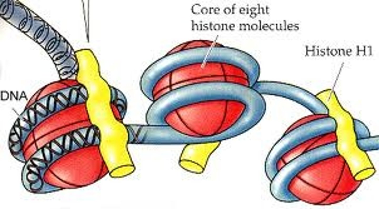 <p>Special proteins around which DNA is wrapped.</p>