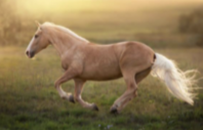 <p>golden coat with cream mane and tail</p>