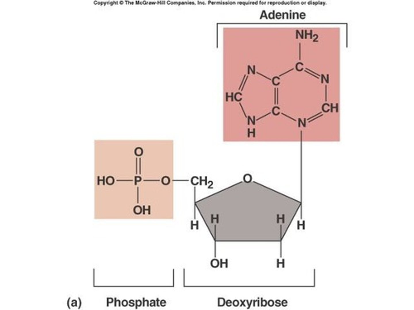 <p>A nitrogen-containing base, a sugar, and a phosphate group.</p>