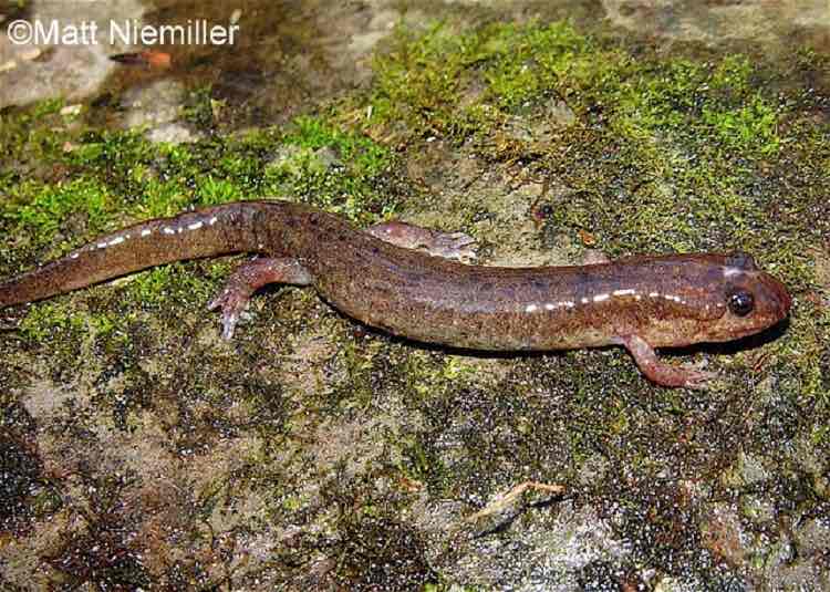 <p>coloration is variable from tan to brown to nearly black.&nbsp; It frequently has 6 to 8 pairs of golden or reddish dorsal spots, which are normally separated. This salamander is medium-sized (2.5-5 inches) and has a moderately keeled tail.</p>
