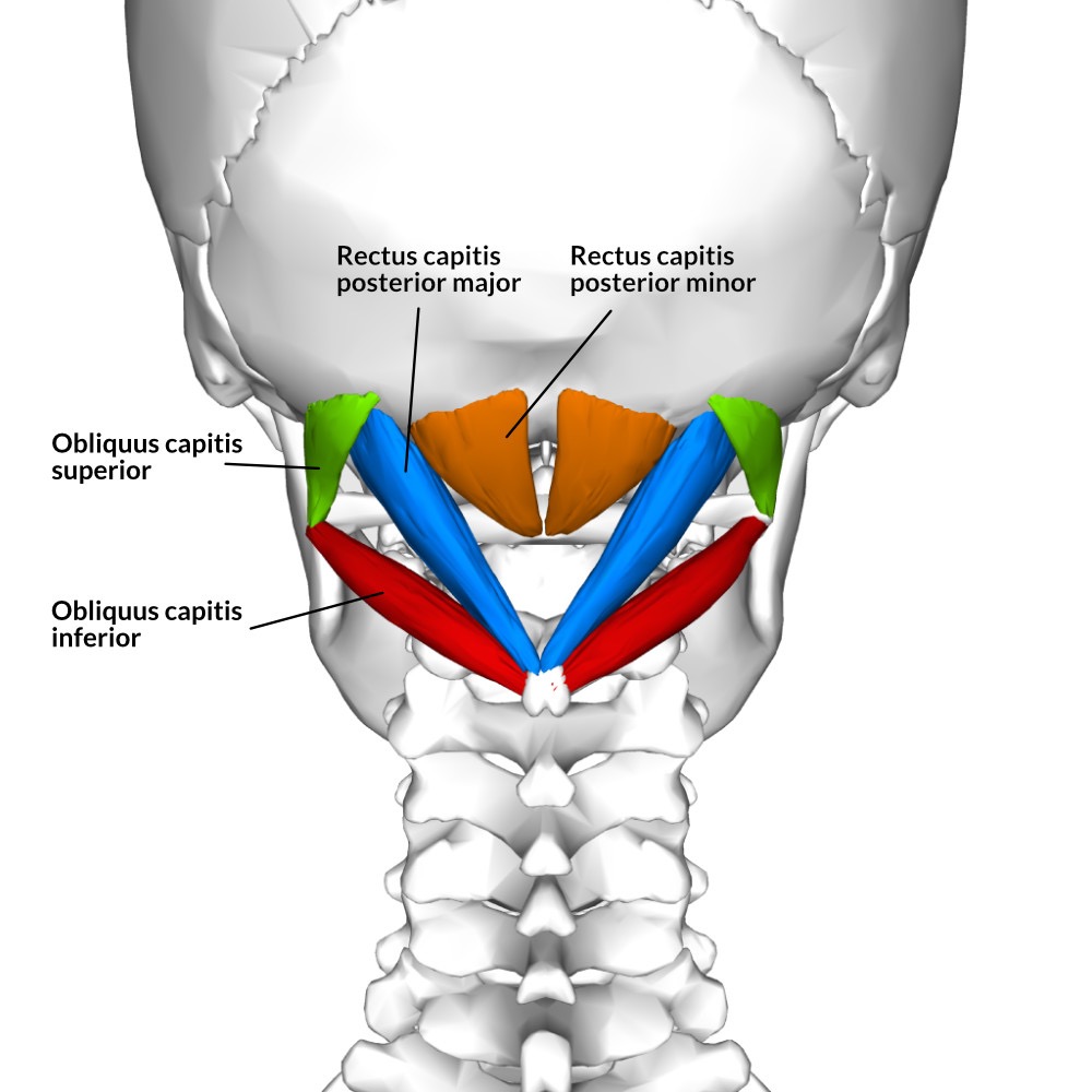 <p>suboccipital group (rectus capitis posterior major, rectus capitis posterior minor, oblique capitis superior, oblique capitis inferior)- action/ function </p>