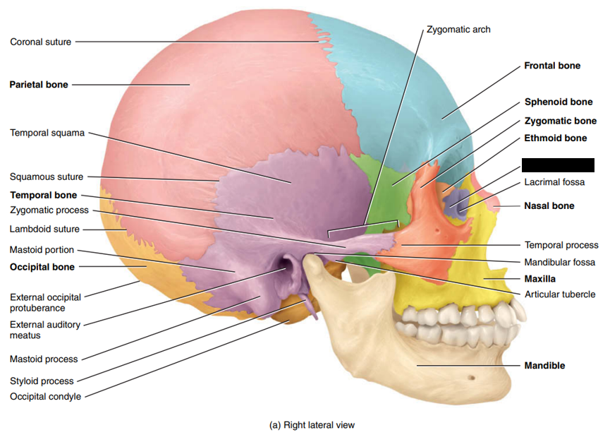 <p>State and identify what part of the cranial bone is being pointed out and censored. (hint: bone)</p>