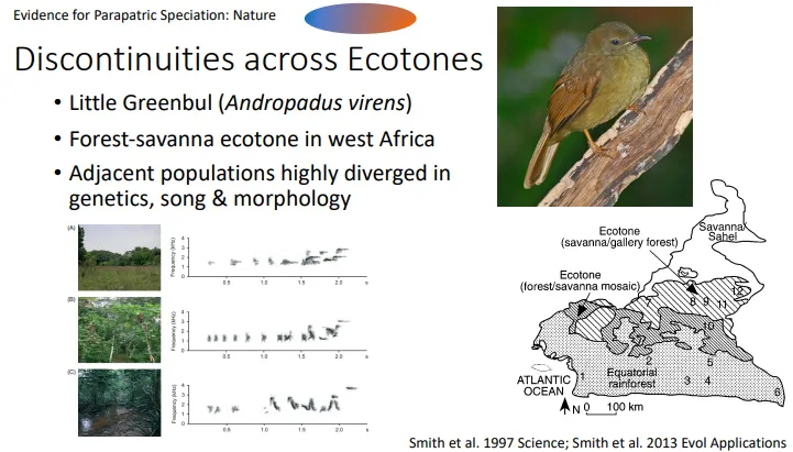<ul><li><p>evidence for parapatric speciation is quite <strong>weak</strong>, because it is <strong>difficult to rule out allopatric divergence</strong> in the past</p></li><li><p><strong>ring species</strong>- gene flow between adjacent populations, but not between the populations at either end</p></li><li><p><strong>little greenbul</strong>- there is a forest-savanna <strong>ecotone </strong>(cline), across which speciation is starting to occur eg. <strong>birdsong frequencies</strong> shifting through the different habitats (selection- the sound travels differently in open vs sheltered habitats)</p></li><li><p><strong>M. guttatus</strong>- copper waste from a mine created patchily <strong>contaminated soils </strong>and copper pollution <strong>resistance </strong>evolved only within these patches- there was some gene flow between patches but<strong> very strong selection</strong>, now hybrids don’t perfom well in either habitat</p></li></ul><p></p>