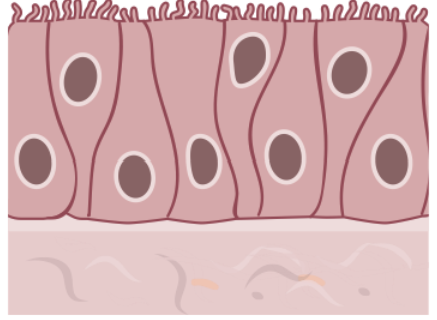 <ul><li><p>has cilia, secretes mucus</p></li></ul><p></p>