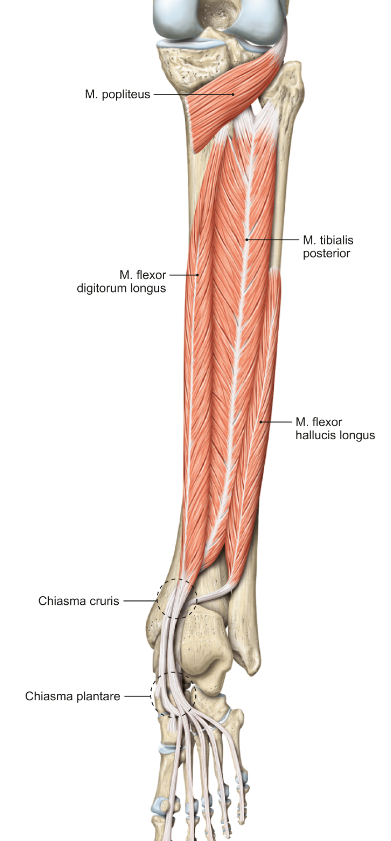 <p>m. tibialis posterior</p><p>loopt van de tibia en fibula naar de onderkant van tenen II-V</p><p>functie = plantairflexie en supinatie van de voet</p>