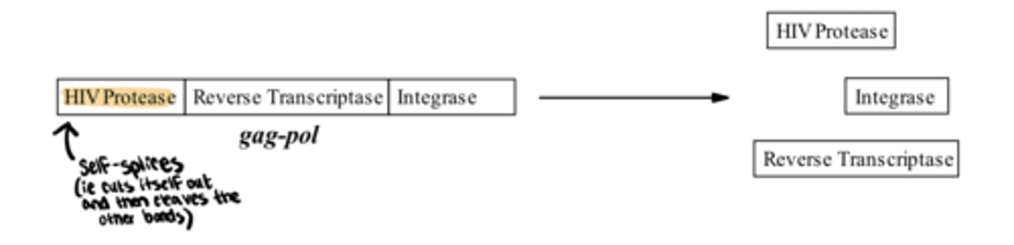 <p>Step 10: Proteolysis of precursor polyproteins using the enzyme HIV protease</p><p>-the last step involves converting inactive polypeptides to specific proteins/enzymes. This is required for __ and __ change</p>