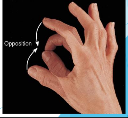 <p>Movement of thumb across the palm of the hand</p>