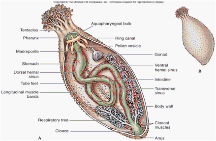 <p> = sea cucumbers<br>- elongated oral and aboral <br>- Test leathery, tough, embedded ossicles<br>- internal madreporite<br>- Buccal tentacles (around mouth) for feeding, modified tube feet w/ extension of water vascular system<br>- mucus traps food particles, tentacles sweep food to mouth<br>- single gonad, genital oiral at oral end<br>- broadcaster spawners<br>- Respiratory tree connect to hind gut (pump water in and out), cuverian tubules at base of tree (shoot sticky tubules, defensive, shot out of cloaca)<br>- Ambulacral grooves- closed<br>- Evisceration: defensive mechanism, internal organs ejected through cloace often w/ release toxins (Holotheurin)<br>- Haemal system: closed circulatory system</p>