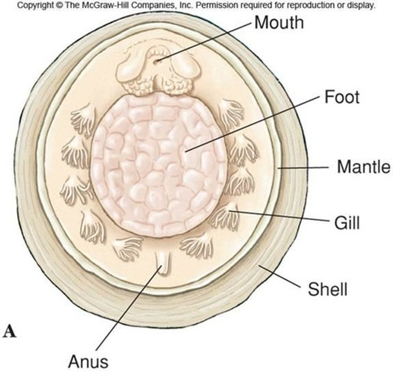 <p>m.c.: small low rounded shell</p><p>- many serially repeated segments</p><p>- univalve shell</p>