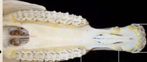 <p>Which teeth ar which</p>