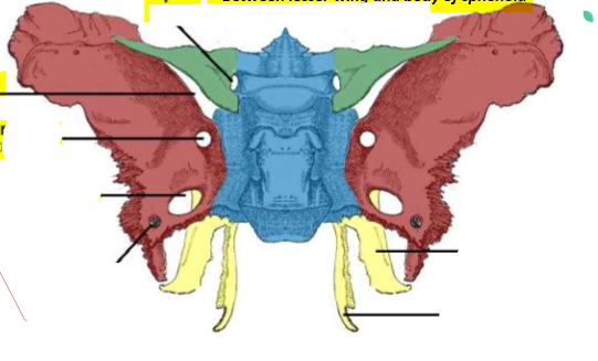 <p>what are the parts of the sphenoid bone? whate are the formamen?</p>