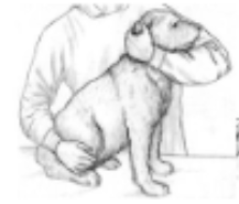 <p>dog restraint #1</p>
