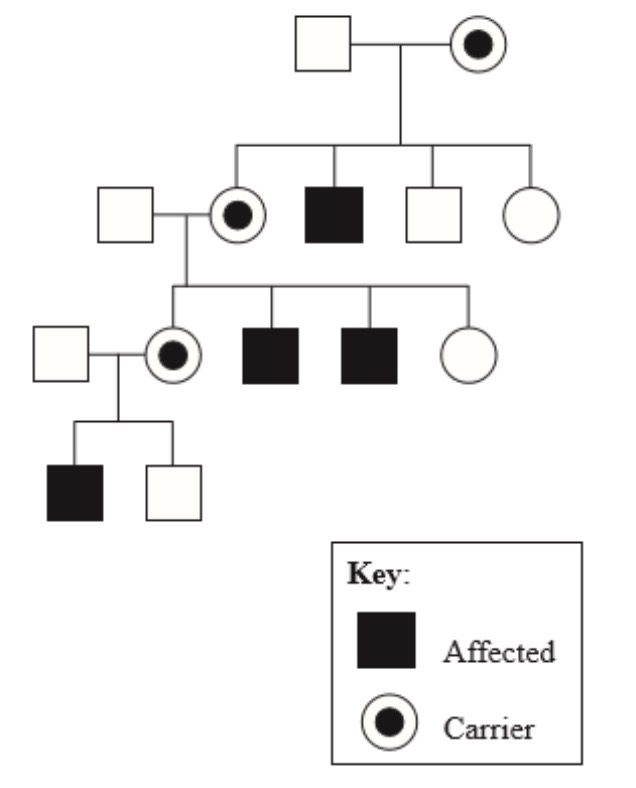 <p>What type of inheritance is shown in this pedigree chart?</p>