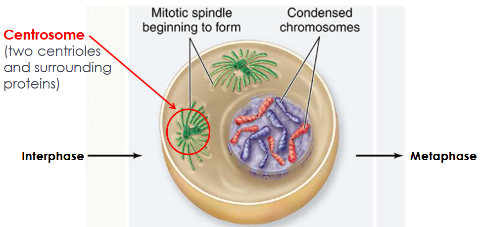 <p>Chromosomes condense and become visible, chromosomes appear as two sister chromatids held together at the centromere, nuclear envelope breaks down</p>