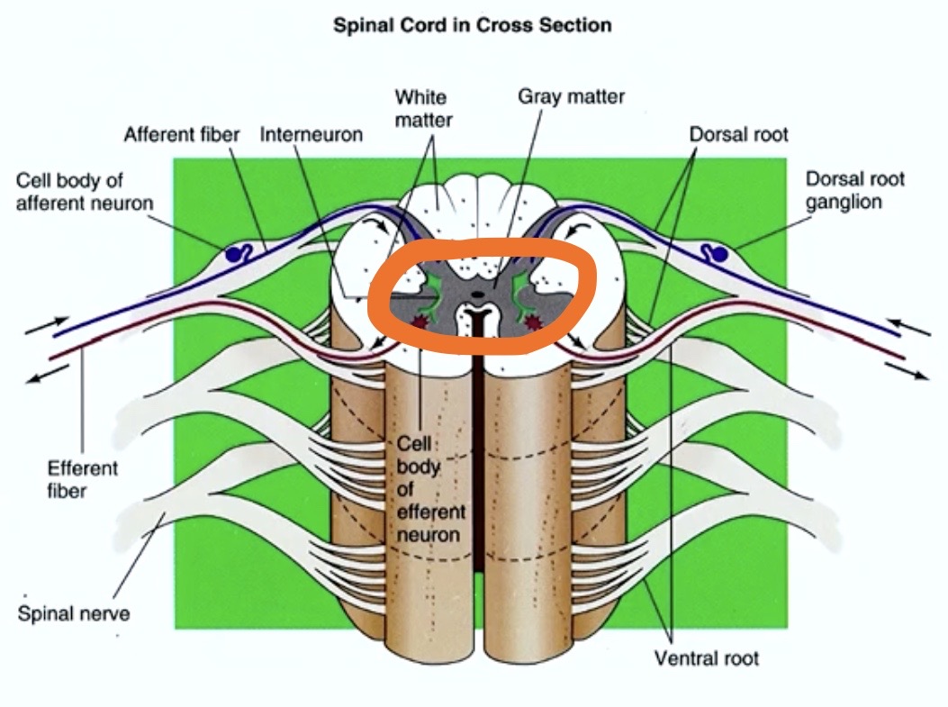 <p><strong>The Lateral Horn </strong></p><p>( side ) </p>