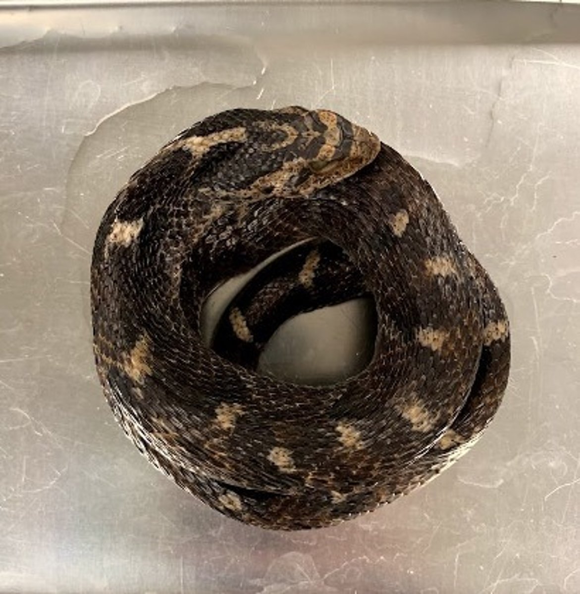 <p>Eastern Hognose Snake</p>