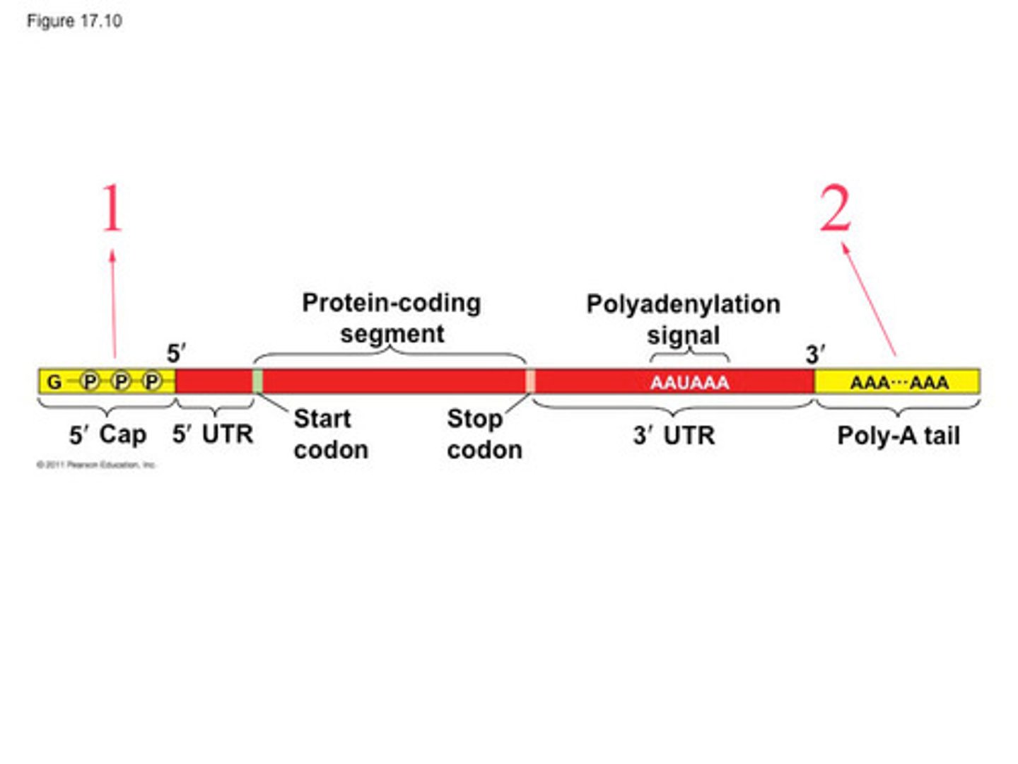 <p>added after transcription</p><p>- enhance mRNA stability, nuclear export, translation efficiency</p><p>- play a role in transporting the mature mRNA from the nucleus to the cytoplasm</p><p>similar to caps</p><p>sequence that tells enzymes to cleave</p>