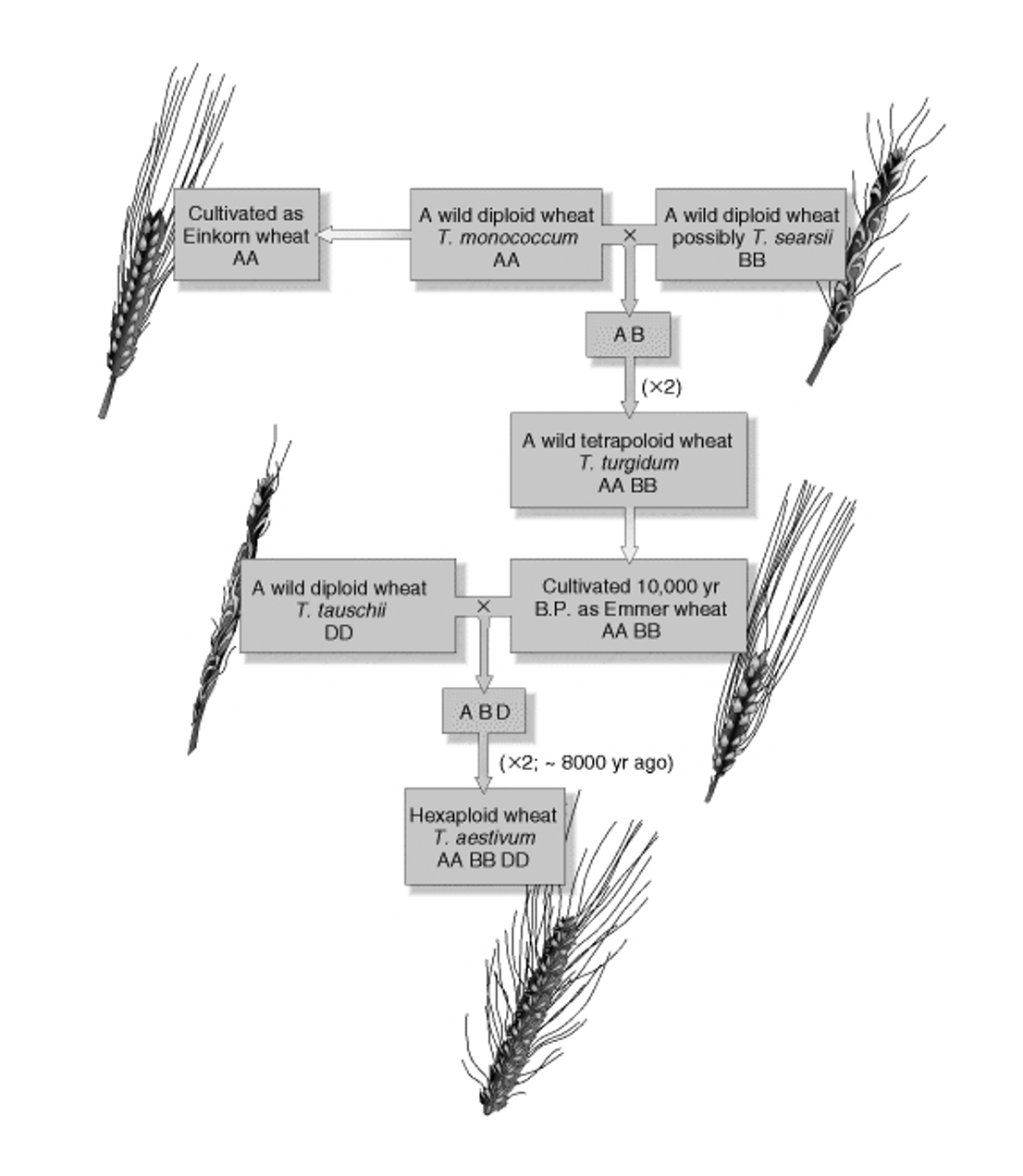 <ul><li><p>need a good understanding of evo history of the polyploid event</p></li></ul><p></p>