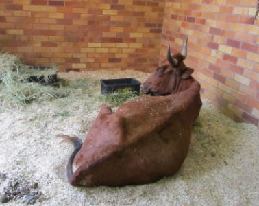 <p>1. remove toxin or cease drugs (rumenotomy, activated charcoal)</p><p>2. correct hydration</p><p>3. diuretics in specific cases (furosemide, mannitol, dextrose)</p>