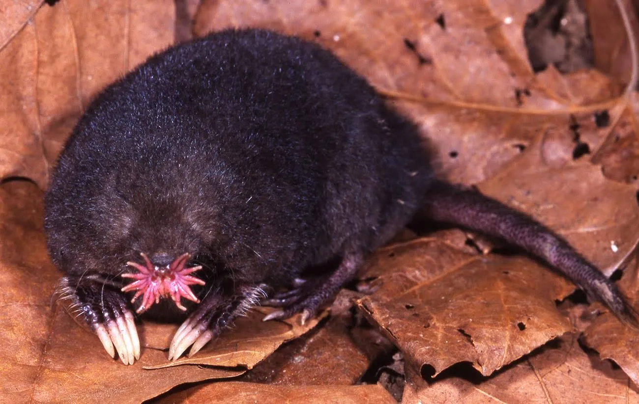 <p>star nosed mole</p>