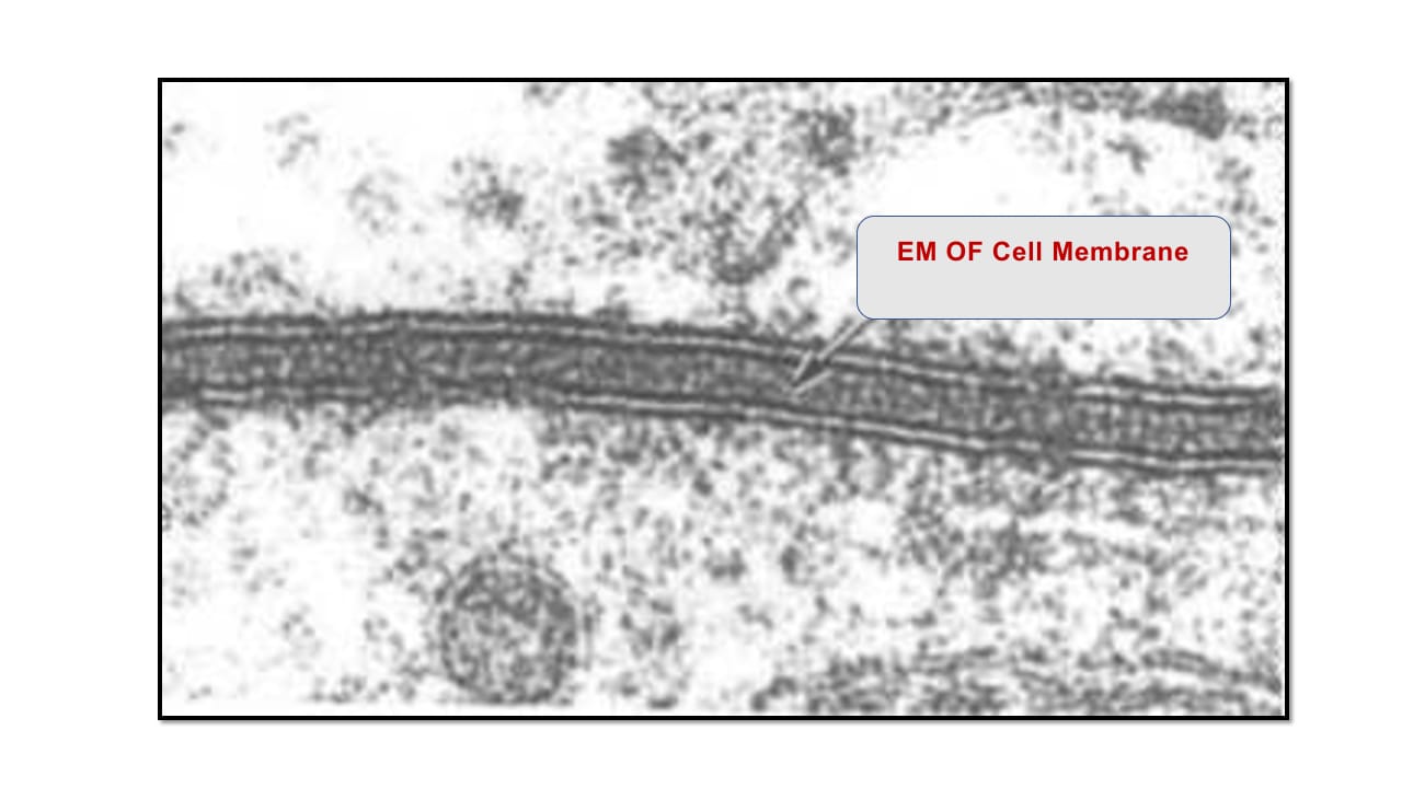 <p>Cell membrane – EM</p>