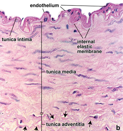 <p>why type of artery is this? elastic lamellae, 40 layers of smooth muscle, distributes blood and maintains pressure</p>