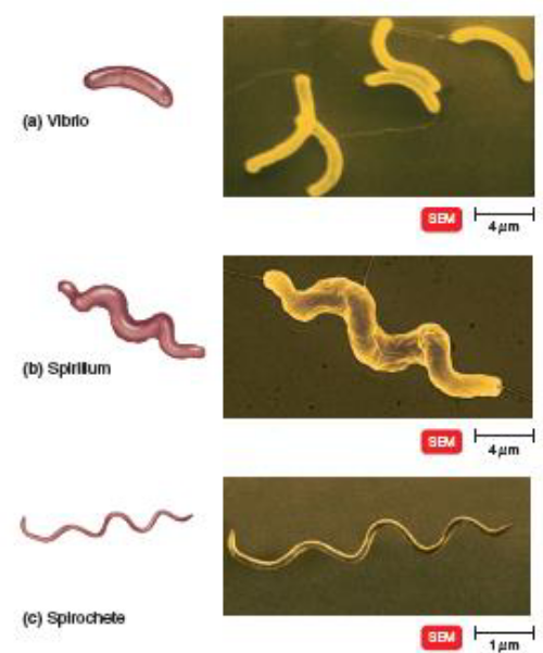 <p>vibrio: curved rod, resemble comma</p><p>spirillum: corkscrew + rigid</p><p>spirochete: thin + flexible</p>