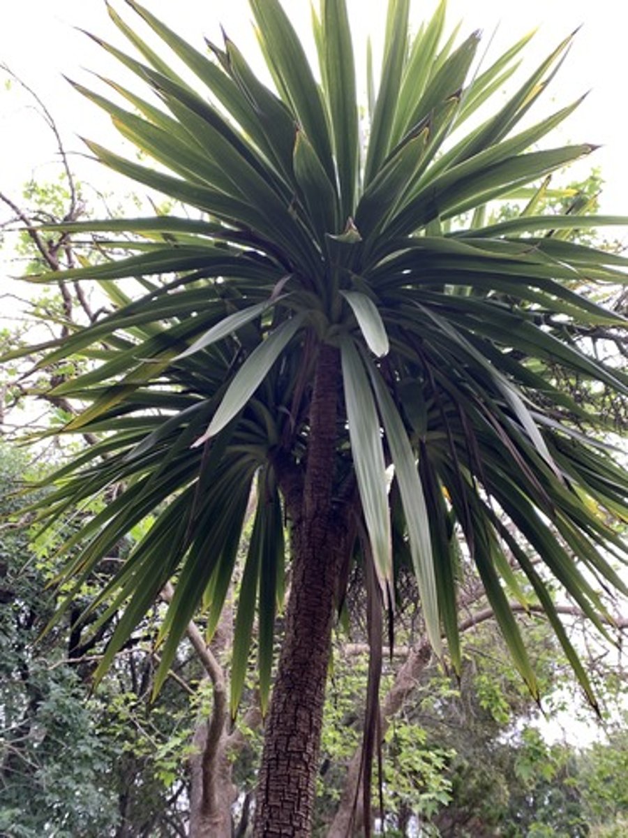 <p>Feels like Corduroy, with tall narrow trunks, blades are broader than yucca's and the top clusters are dense and a dark green can be a cultivar, more of round circle top</p>
