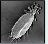 <p>Sucking lice</p><p>Host-Dog</p>